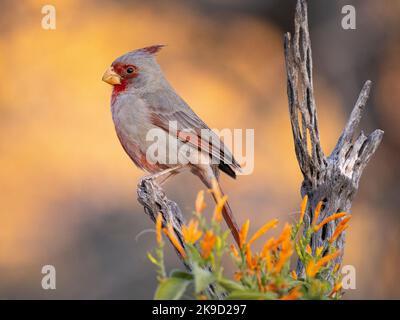 Pyrrhuloxia, Marana, près de Tucson, Arizona. Banque D'Images