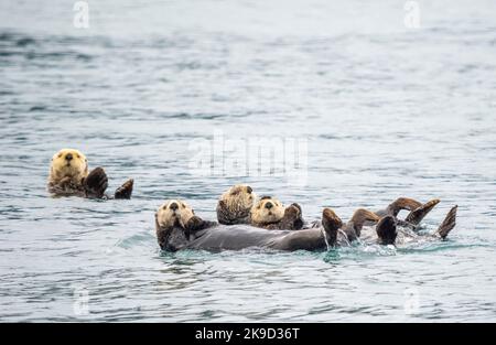 Les loutres de mer, Kenai Fjords National Park, près de Seward, en Alaska. Banque D'Images