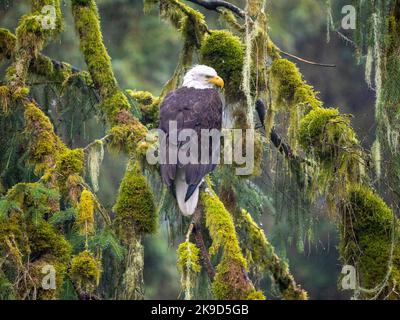 Anan Bear Observatory, forêt nationale de Tongass, Alaska. Banque D'Images