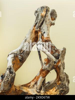 tronc de mangrove sec de driftwood, gros plan Banque D'Images