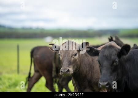 En Australie, les taureaux de bœuf, les vaches et les veaux broutent sur l'herbe dans un champ. Les races de bétail incluent le parc de moucheches, murray Gray, angus, son Banque D'Images