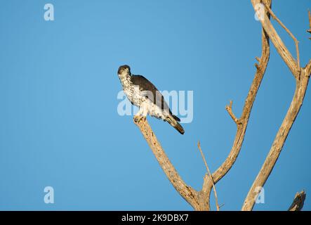 Faucon-aigle africain (Hieraaetus spilogaster) perché dans un arbre mort Banque D'Images