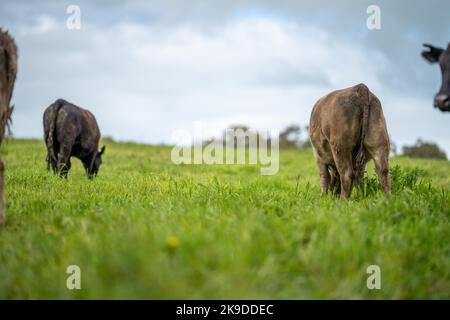 En Australie, les taureaux de bœuf, les vaches et les veaux broutent sur l'herbe dans un champ. Les races de bétail incluent le parc de moucheches, murray Gray, angus, son Banque D'Images