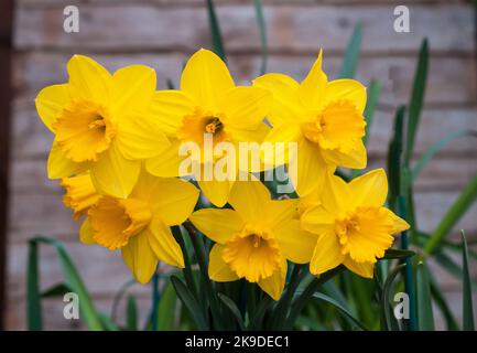 Gros plan du groupe de Narcisse Obvallaris ou Tenby Daffodil au printemps, Narcisse Obvallaris est une espèce sauvage de division 10 daffodil et est entièrement résistante Banque D'Images