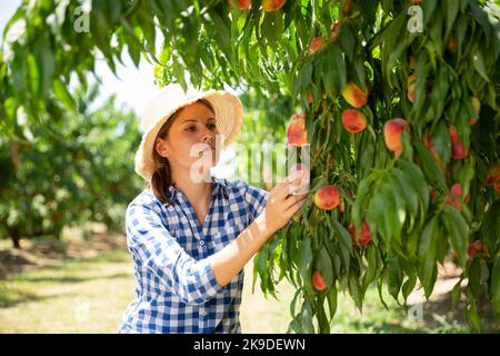 Jeune femme horticulteur cueillant des pêches d'arbre Banque D'Images