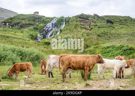 Une seule vache paître au sommet d'une cascade, sur une colline, et un groupe de vaches en dessous, mâchant l'herbe d'été dans une clairière. Banque D'Images