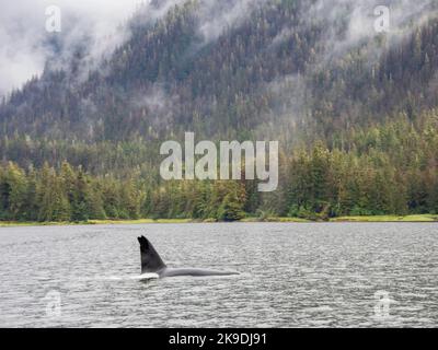 Baleines Orca, forêt nationale de Tongass, Alaska. Banque D'Images
