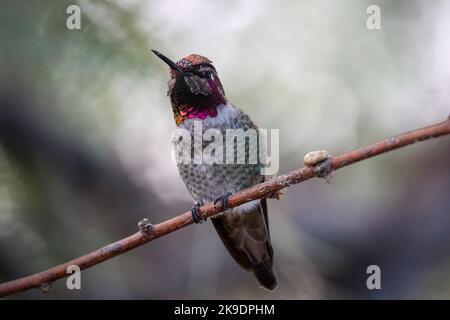 Colibri d'Anna ou Calypte anna perçant sur une branche du ranch d'eau riveraine en Arizona. Banque D'Images