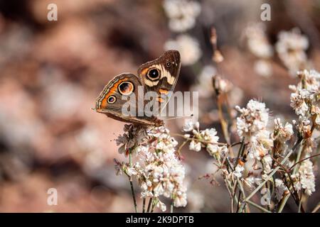 Coenia de Buckeye ou de Junonia se nourrissant de la fleur de sarrasin sauvage au parc Rumsey à Payson, en Arizona. Banque D'Images