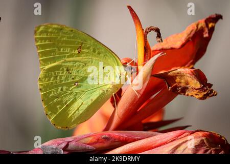 Soufre barré d'orange ou Phoebis philea se nourrissant d'un nénuphar de cana au jardin botanique du désert à Pheonix, Arizona. Banque D'Images