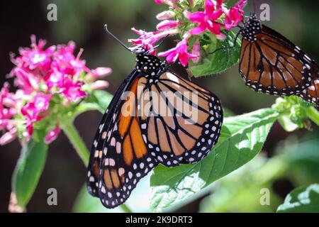 Monarch papillon ou Danaus plexippus nourrissant des fleurs de penta rose au jardin botanique du désert à Pheonix, Arizona. Banque D'Images