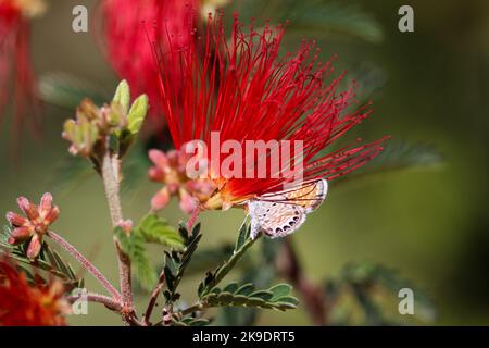 Bleu pygmée occidental ou Brephidium exilis se nourrissant sur des fleurs à fond au jardin botanique du désert en Arizona. Banque D'Images