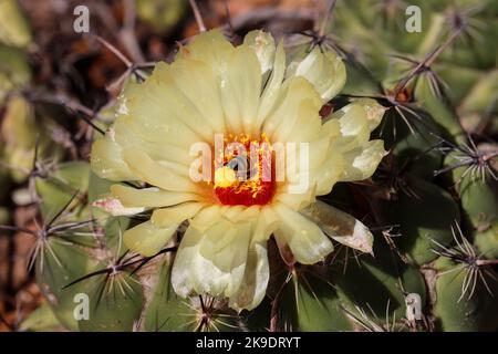 Gros plan d'un petit cactus cylindrique ou d'une fleur d'Echinocereus au jardin botanique du désert à Pheonix, Arizona. Banque D'Images