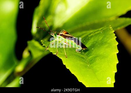 Insecte forestier (Oncacontias vittatus) et un moustique (Culex sp.) sur une feuille Banque D'Images