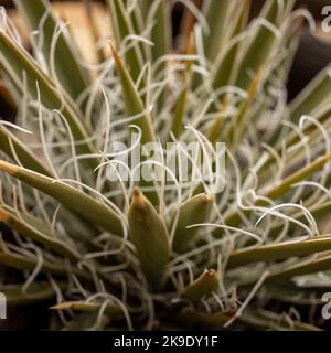 Bouts de White Spiral dans l'usine de Yucca dans le parc national de Captiol Reef Banque D'Images