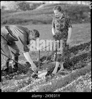 Un employé du TGOJ à la maison sur sa ferme avec la charrue manuelle. Société de circulation ferroviaire Grängesberg-Oxelösund Railways. Banque D'Images