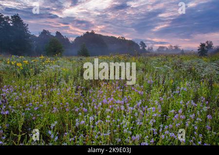 La plante obéissante (Lobelia) pousse en profusion à la réserve forestière de Springbrook Prairie Forest Preserve dans le comté de DuPage, il au lever du soleil sous un brouillard et une brume matinales. Banque D'Images