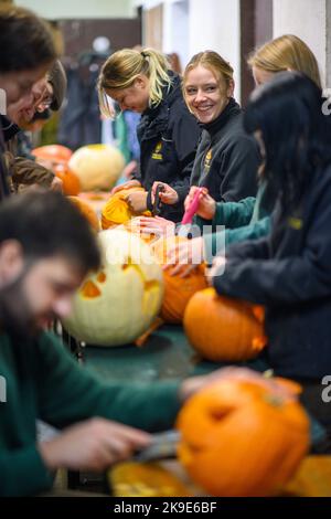 Magdebourg, Allemagne. 27th octobre 2022. Les stagiaires sculptez des citrouilles pour vos animaux au zoo de Magdeburg. Le zoo de Saxe-Anhalt célèbre Halloween de 29 octobre à 31 octobre 2022. Ensuite, les citrouilles peuvent être sculptées et portées dans les enclos avec les gardiens d'animaux. En outre, il y aura un concours d'estimation du poids de la citrouille et un spectacle de marionnettes. Credit: Klaus-Dietmar Gabbert/dpa/Alay Live News Banque D'Images