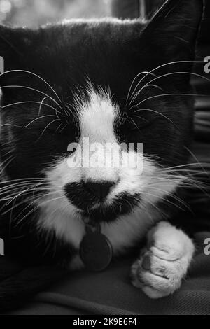 Cat Beau chat noir et blanc avec le visage endormi posé sur le tapis. Portrait d'un beau chat tabby noir et blanc dans un jardin en plein air en été. N Banque D'Images