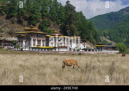 Paysage de montagne avec des vaches en pâturage devant le site historique Kurjey Lhakhang temple complexe dans la vallée de Bumthang, Bhoutan Banque D'Images