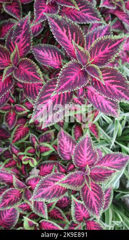 Feuilles de Coleus rose et vert. Coleus Blumei est un arbuste vivace originaire des tropiques et des sous-tropiques. Pousse généralement pour ressembler à de petits arbustes. Banque D'Images