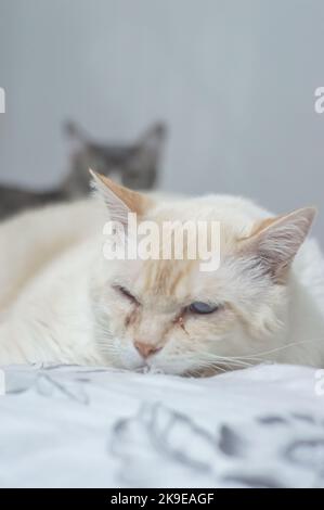 Chats domestiques dormant sur un grand lit, concept d'animal de compagnie. Banque D'Images