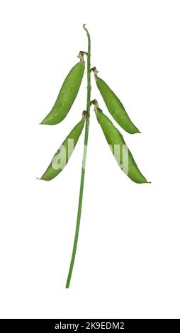 Vesce jargeau - Vicia cracca Banque D'Images