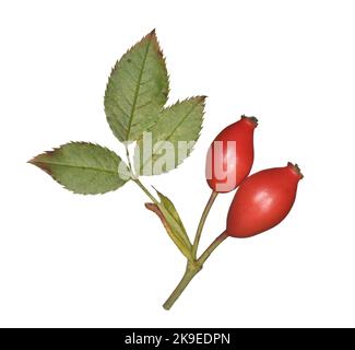 Chien-rose - rosa canina Banque D'Images