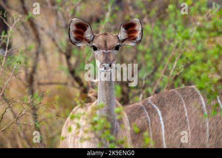 Grande kudu ou kodoo (Tragelaphus strepsiceros) femelle. Mpumalanga. Afrique du Sud. Banque D'Images