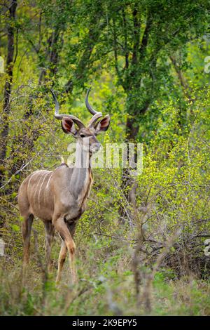 Grand kudu ou kodoo (Tragelaphus strepsiceros) mâle. Mpumalanga. Afrique du Sud. Banque D'Images