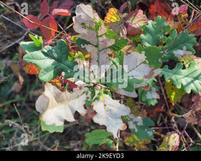 L'automne a séché les feuilles Banque D'Images