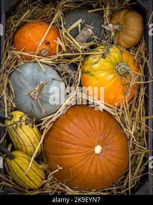 Citrouilles, cendres et gourdes récoltées dans une caisse en bois remplie de paille, trempée pour le stockage en hiver. Banque D'Images