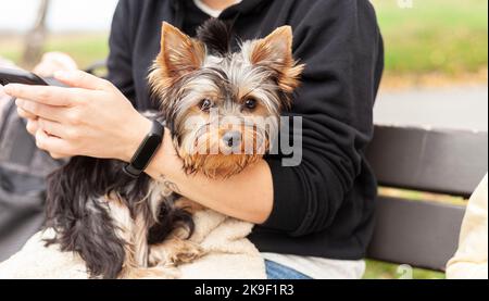 Un petit chiot mignon d'un terrier du Yorkshire est assis sur la main du propriétaire sur un banc. Chien sur une promenade Banque D'Images