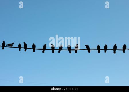 Les pigeons sont assis sur un fil. Silhouettes d'oiseaux. Les oiseaux s'assoient en rangée. Détails de la vie de pigeon. Banque D'Images