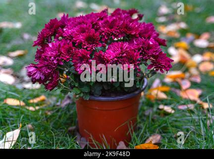 Le chrysanthème rose multiflora fleurit dans un pot sur l'herbe avec des feuilles jaunes d'automne. Banque D'Images