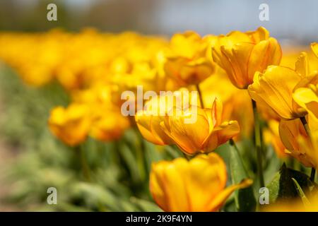 champ avec tulipes jaunes au printemps Banque D'Images