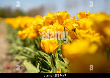 champ avec tulipes jaunes au printemps Banque D'Images