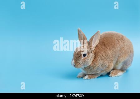 Lapin rex nain décoratif sur fond bleu. Bannière Pâques avec espace de copie Banque D'Images
