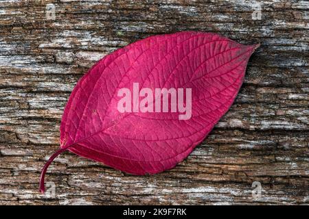 Le cornouiller commun feuilles d'automne couleur pendant l'automne de novembre montrant une feuille rouge sur un fond de bois, photo de stock image Banque D'Images