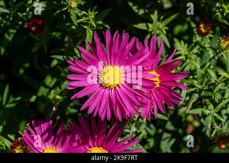 Aster novi belgii 'Bahamas' une plante herbacée rose magenta été automne vivace fleur plante communément connue sous le nom de Michaelmas Daisy stock photo image Banque D'Images