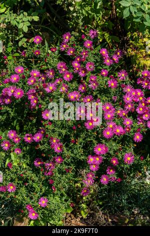 Aster novi belgii 'Bahamas' une plante herbacée rose magenta été automne vivace fleur plante communément connue sous le nom de Michaelmas Daisy stock photo image Banque D'Images