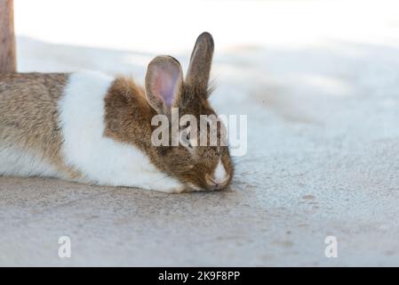 Lapin reposant et reposant sur le sol. Maison décoration lapin extérieur. Petit lapin, année du Zodiac de lapin, lapin de Pâques. Banque D'Images