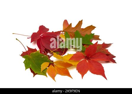 diverses feuilles d'automne colorées sur fond blanc Banque D'Images