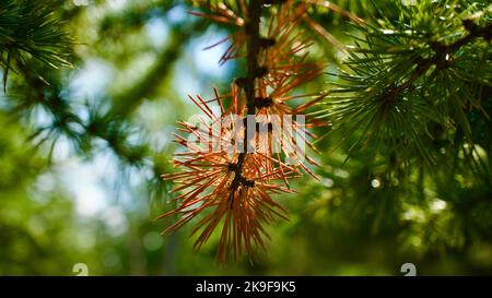 Feuilles d'aiguille de pin séchées. Aiguille en pin. Branche de pin jaune sèche. La mise au point est à l'avant. Mise au point sélective en gros plan Banque D'Images