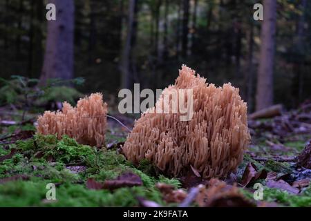 Ramaria farmosa, gros plan de champignons de corail rose. Corail de saumon dans le sol le plus fota avec de la mousse. Banque D'Images