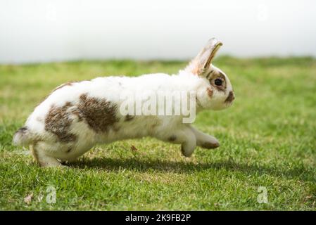 Lapin en train de courir et de foucher sur l'herbe verte. Maison décoration lapin extérieur. Petit lapin, année du Zodiac de lapin, lapin de Pâques. Banque D'Images