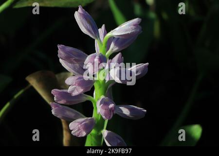 des fleurs de jacinthe d'eau pourpres en fleurs en gros plan Banque D'Images