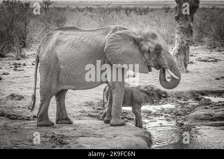 Une mère d'éléphant avec son bébé de l'eau potable dans le parc national de Tsavo, Kenya Banque D'Images