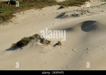 Plante de dunes de sable pionnière poussant dans des conditions arides, cynodon dactylon, Couch grass, gestion de plage, Durban, KwaZulu-Natal, Afrique du Sud, croissance Banque D'Images