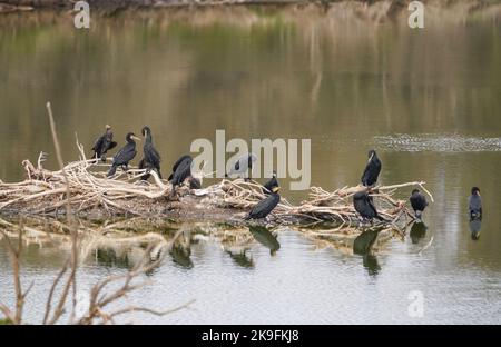 Groupe de grands cormorans (Phalacrocorax carbo) reposant dans des arbres morts dans le lagon, Guadalhorce, Andalousie, espagne. Banque D'Images